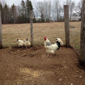 A couple Sussex hens enjoying the nice weather and my rooster standing guard over his ladies in the outdoor pen while I cleaned the indoor breeding pen