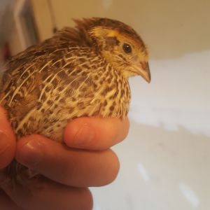 My favorite baby! Yellow band bird. Super happy and calm. (havent determined gender) but this sweetheart follows me around outside.