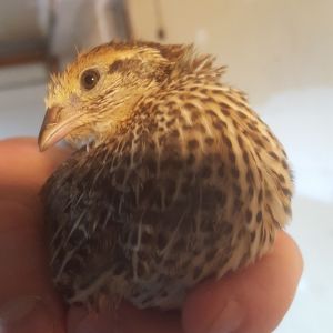 My favorite baby! Yellow band bird. Super happy and calm. (havent determined gender) but this sweetheart follows me around outside.