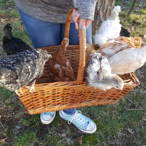 #chickenbasket#don't put all you're chickens in one basket!