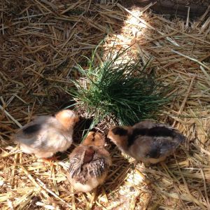 From left to right - Olive Egger, Easter Egger, Olive Egger