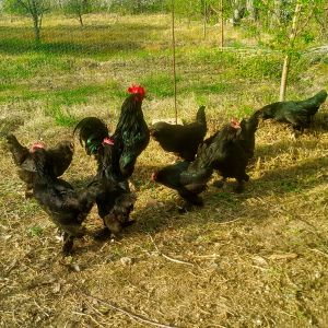 Azerbaijan Blacks 
Azerbaijan breeds