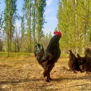 AZERBAIJAN BLACK 
MARAND 
RARE BREED