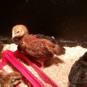 Lucy-our Rhode Island Red Age 4 weeks