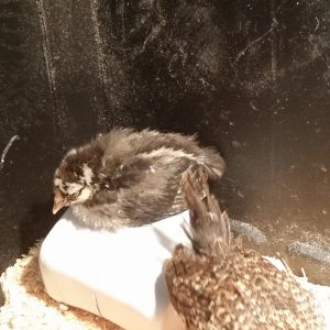 My Gold-Laced Wyandotte loves to sit on this little box :)