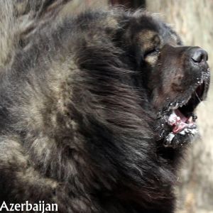 Caucasian Shepherd Dog 
Aboriginal dogs of Azerbaijan
Dog breeds from Azerbaijan
Azerbaijan Sheep Dog
Azerbaijan dag iti