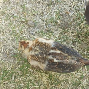 Duma ( buttercup? ) 3 weeks