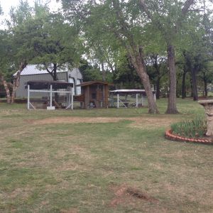 Chickens having a good day ... got lots of bugs today from straw and us gardening.