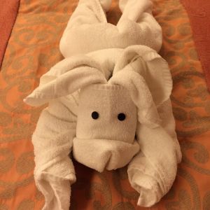 First towel animal!