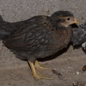 Rose Comb Brown Leghorn/Cream Legbar cross - 3 1/2 weeks old.