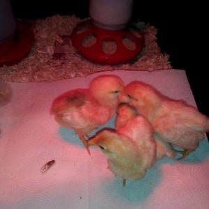 Chicks! Not sure who is who but this was their first day home. I can't believe they were this little.