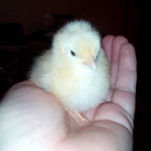Miss Pip. She was just a couple days old when we got her and her two cohorts in crime. So fluffy and soft. Our people girls just love the chicks. My oldest daughter would have dozens of chicks if you let her. She's got chicken math down.....