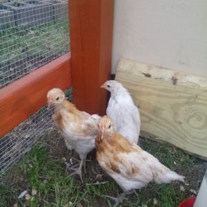 Our three older chicks. They are about 5 weeks old in this pic. From left to right we have Butterscotch, Queenie and Snow. They are a mix of Phoenix and ISA Brown. There were 6 of them originally but we are unable to keep roosters. We get 6 chicks and half of them turn out to be roos. Go figure! And one of the roosters was our favorite chick!!