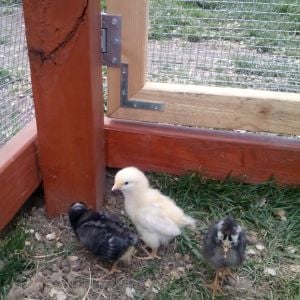 From left to right, Lola our Barred Rock and resident escape artist, Miss Pip our Buff Orpington and the girls' favorite, and finally The Duchess our Silver Laced Wyandotte. Do all the Wyandottes have such gorgeous eyes? And why have I never noticed chicken eyes before?