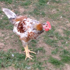 Teenager cockerel