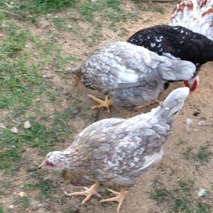 Blue based pullets 4 months old