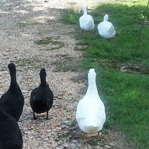 Ducklings 7 wks old