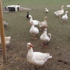 Geese having a good time