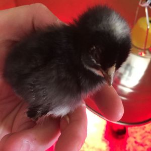One of our Barred Plymouth Rocks from Cackle Hatchery.