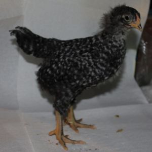 Plymouth Barred Rock