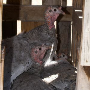 Blue Slate turkey hens