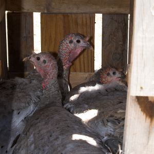 Blue Slate turkey hens