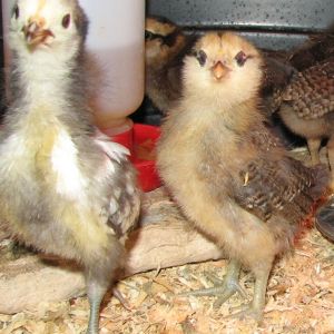 Henny Penny & Digger 
"You Lookin' at ME?"