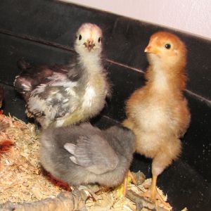 Henny Penny, Blue Bell, Spice