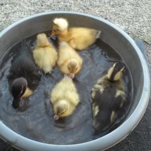 Ducklings enjoying a quick swim.