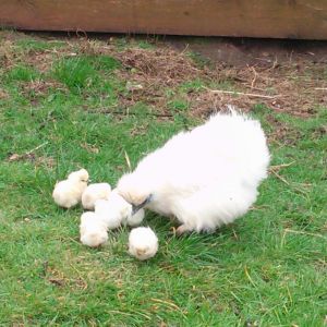 Our silkie, easily named Silka, had 7 chicks. RIP one of them misteriously.