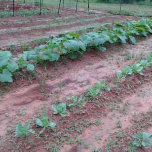 What a difference a week makes!  And some rain.  Few more weeks and I will have the garden above the weed level.
