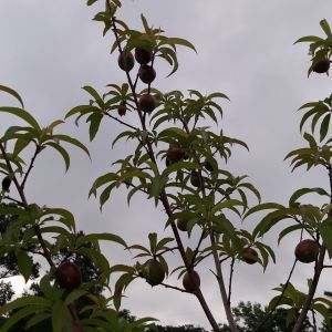 Fruit trees planted last year have fruit.  Got 7 more peach tree twigs in ground this year.  Oh, if only I had this place 10 years ago.