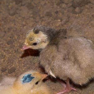 Blue Slate turkey poult