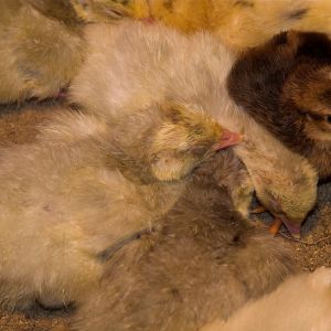 Poults and chicks