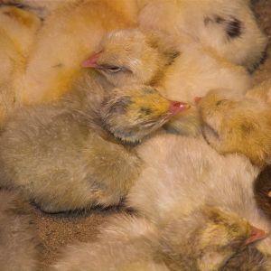 Poults and chicks