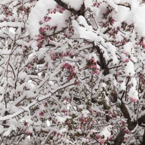 Snow on crabapple tree 4/26/2016