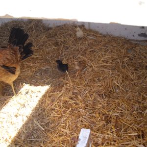 " Rooster Hen" with her 3 new chicks