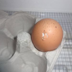 First ever pipped egg!