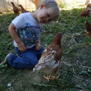 Our two year old "the chicken whisperer" with a couple of the girls