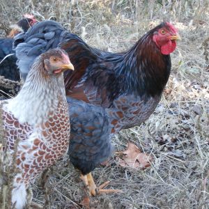 Young blue lace red wyandotte rooster and spash hen