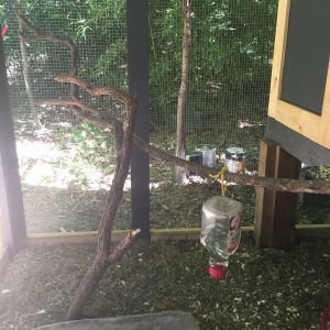 Inside of run"perches, dust bath bread bowl, juice bottle nipple waterer