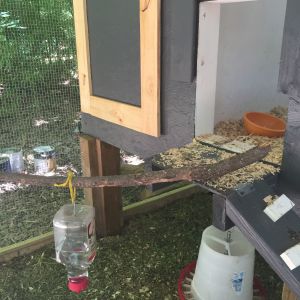 Storage door & chicken door. Feeder hanging underneath