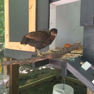 "Godiva" (EE) showing off her entrance.