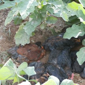 Seeking shade and dust bathing in the garden under the eggplants.