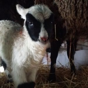 our first lamb