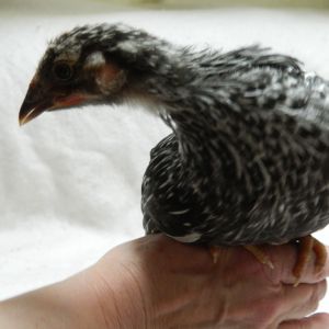 Silver laced Wyondotte, 8 weeks old