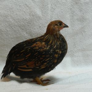 Golden laced Wyondotte, 8 weeks old