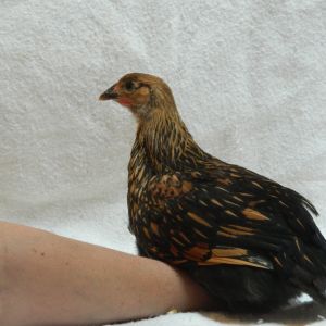 Silver laced Wyondotte, 8 weeks old | BackYard Chickens - Learn How to ...