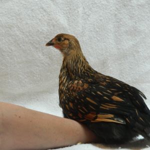 Golden laced Wyondotte, 8 weeks old