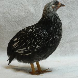 Silver laced Wyondotte, 8 weeks old